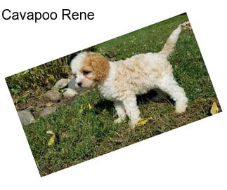 Cavapoo Rene