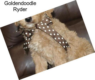 Goldendoodle Ryder