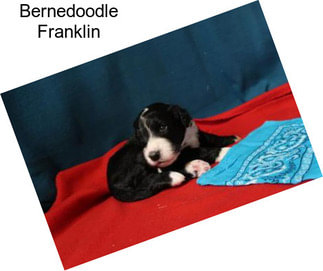 Bernedoodle Franklin