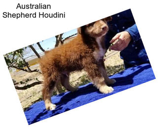 Australian Shepherd Houdini