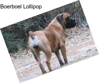 Boerboel Lollipop