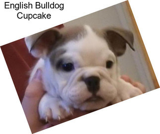 English Bulldog Cupcake