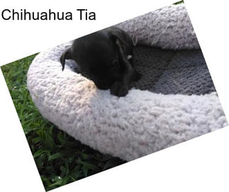 Chihuahua Tia