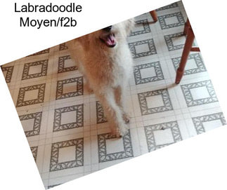 Labradoodle Moyen/f2b