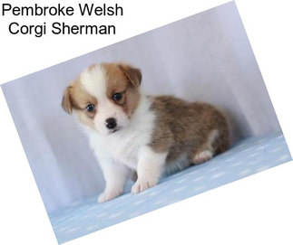 Pembroke Welsh Corgi Sherman