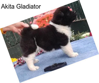 Akita Gladiator