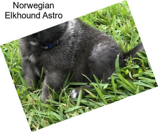 Norwegian Elkhound Astro