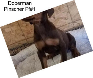 Doberman Pinscher Pf#1