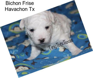 Bichon Frise Havachon Tx