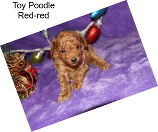 Toy Poodle Red-red