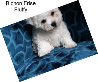 Bichon Frise Fluffy