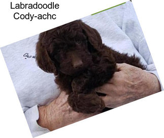 Labradoodle Cody-achc