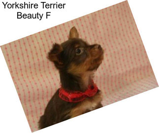 Yorkshire Terrier Beauty F