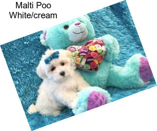 Malti Poo White/cream