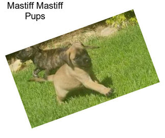 Mastiff Mastiff Pups