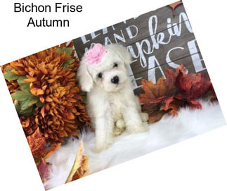 Bichon Frise Autumn