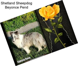 Shetland Sheepdog Beyonce Pend