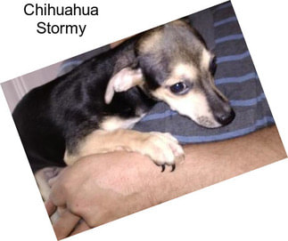 Chihuahua Stormy