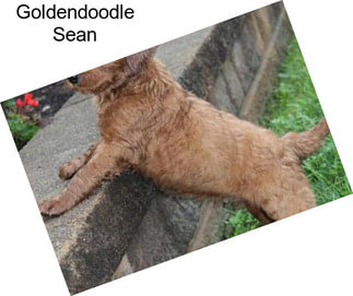 Goldendoodle Sean