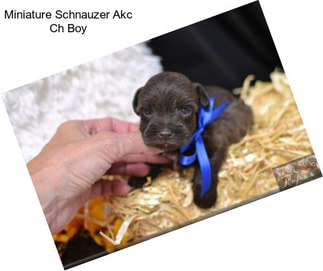 Miniature Schnauzer Akc Ch Boy