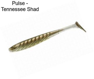 Pulse - Tennessee Shad