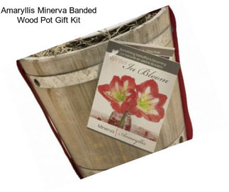 Amaryllis Minerva Banded Wood Pot Gift Kit