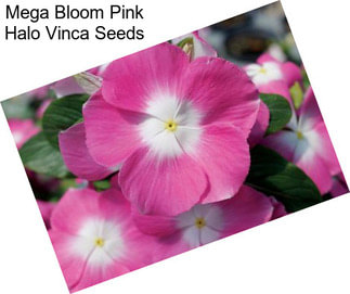 Mega Bloom Pink Halo Vinca Seeds