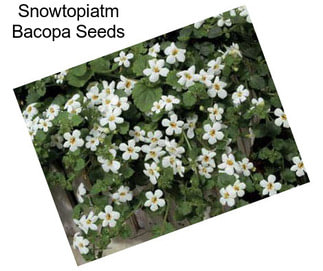 Snowtopiatm Bacopa Seeds