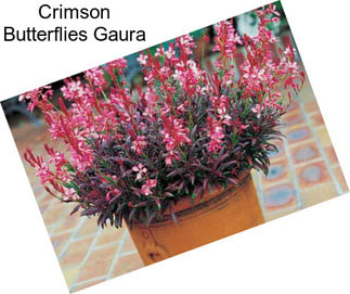 Crimson Butterflies Gaura