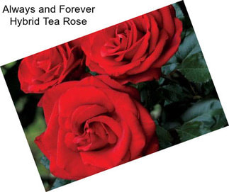 Always and Forever Hybrid Tea Rose