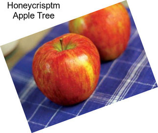 Honeycrisptm Apple Tree