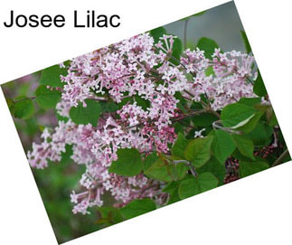 Josee Lilac