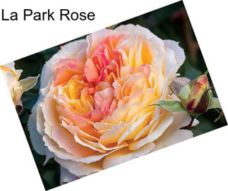 La Park Rose