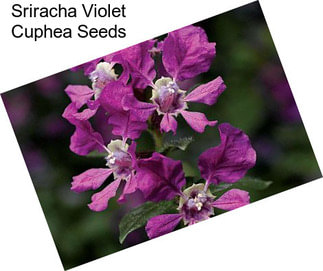 Sriracha Violet Cuphea Seeds