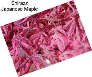 Shirazz Japanese Maple