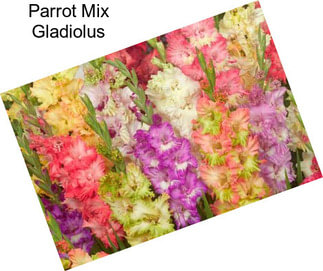 Parrot Mix Gladiolus