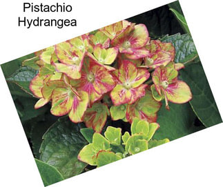 Pistachio Hydrangea