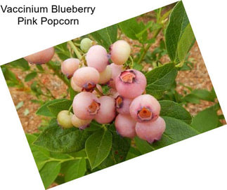 Vaccinium Blueberry Pink Popcorn