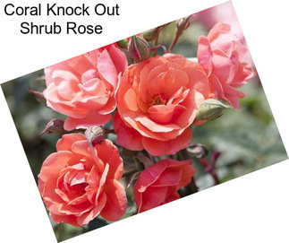 Coral Knock Out Shrub Rose