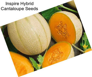 Inspire Hybrid Cantaloupe Seeds