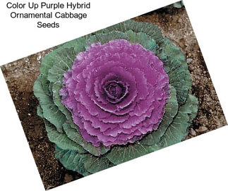 Color Up Purple Hybrid Ornamental Cabbage Seeds