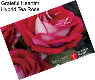 Grateful Hearttm Hybrid Tea Rose