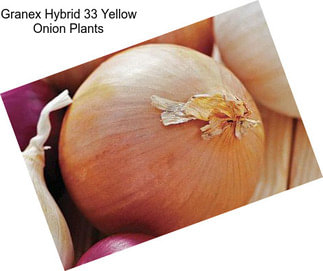 Granex Hybrid 33 Yellow Onion Plants