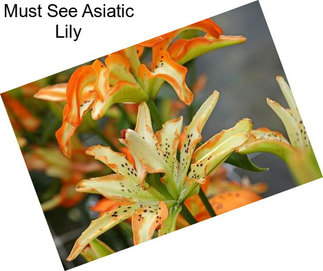 Must See Asiatic Lily