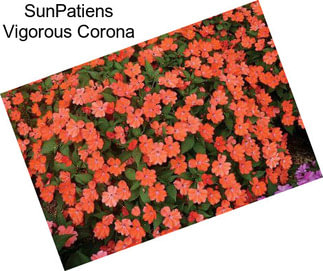 SunPatiens Vigorous Corona