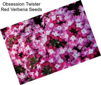 Obsession Twister Red Verbena Seeds