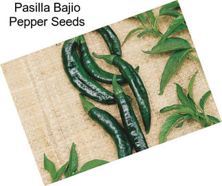 Pasilla Bajio Pepper Seeds