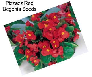 Pizzazz Red Begonia Seeds