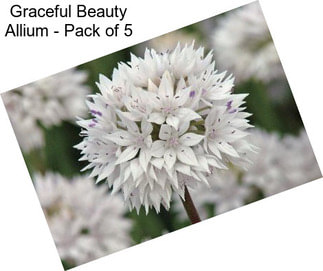 Graceful Beauty Allium - Pack of 5