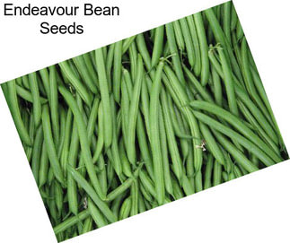 Endeavour Bean Seeds